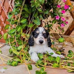 Donald - Dachshund puppy from 4-L Backyard Dach