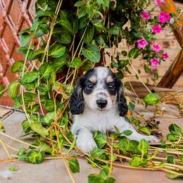 Donald - Dachshund puppy from 4-L Backyard Dach