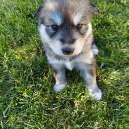 Companion Cross and Siberian Husky Puppies from Hatfield Huskies