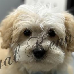 Cockapoos, Dachshunds, and Poodles from The Royal Kennel