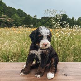 Bernedoodle and Golden Mountain Doodle Puppies from Tilley's Southern Doodles