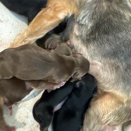 Mocha - Chocolate and tan female Yorkshire Terrier puppy in Knoxville, Tennessee from Rainbow Bliss Yorkies