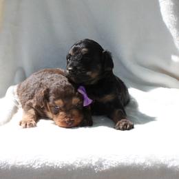 Aussiedoodle, Australian Shepherd, and Miniature Australian Shepherd Puppies from Royal J Aussies and Aussiedoodles