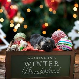German Shepherd Puppies from Shepherd's Watch