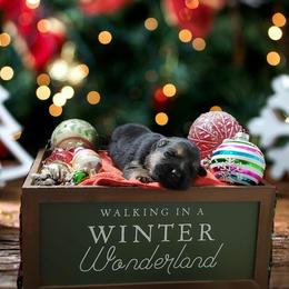 German Shepherd Puppies from Shepherd's Watch