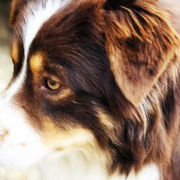 Tikki - Australian Shepherd