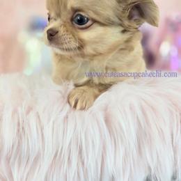 Strudel - Merle female Chihuahua puppy in Piqua, Kansas from Cute As A Cupcake Chihuahuas