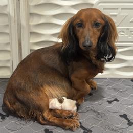 Bea - Dachshund