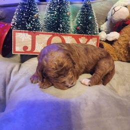 Garnet - Red  female Goldendoodle puppy in Freedom, New York from Samantha's Goldendoodles