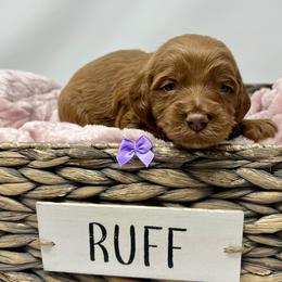 Meli's Purple Female - Apricot female Goldendoodle puppy in Great Falls, Montana from Montana Goldendoodles