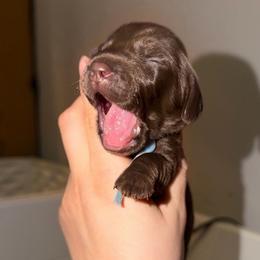Mr. Peanut butter - Chocolate male Dachshund puppy in Yuba City, California from Mulberry Dachshunds