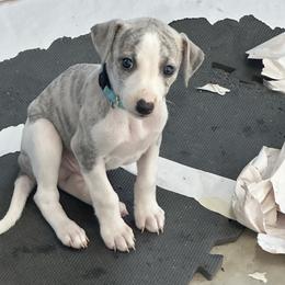 Whippet Puppies from Sara's Whippets