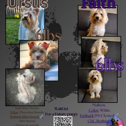 Maltese puppies from YorkiesPawsLife