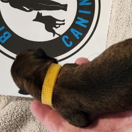 Girl 2 - Belgian Malinois puppy from By Your Side Canines