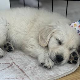 Golden Retrievers from Salt Flat English Cream Retrievers