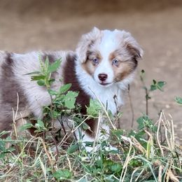 Pua - Red merle male Toy Australian Shepherd puppy in College Station, Texas from South Paw Toy Aussies