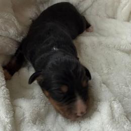 Boy 3 - male Toy Australian Shepherd puppy in Lumberton, Mississippi from Talowah Aussies