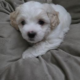 Mochi - White male Havapoo puppy in Bowling Green, Kentucky from Parlor Pups
