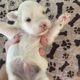 Baxter - White male Havanese puppy in Falkville, Alabama from Nanas Havanese