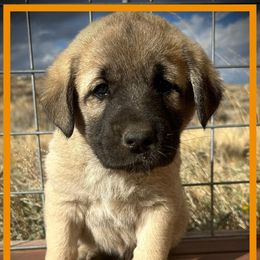 Orange - Fawn male Anatolian Shepherd Dog puppy in Clark, Wyoming from Fyne Acres