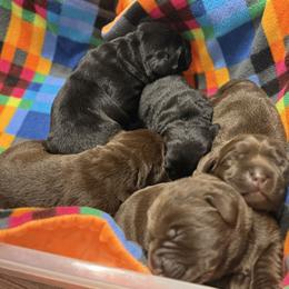 Black female - Black female Labrador Retriever puppy in Strafford, New Hampshire from Alley Rock Labradors, LLC
