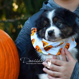 Australian Shepherd Puppies from Davishire Australian Shepherd