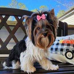 Lacey - Biewer Terrier