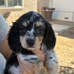 Charlie - Dapple male Dachshund puppy in Tulare, California from Dreamy Creamies