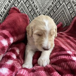 Goldendoodle Puppies from Tina Armstrong's Doodles