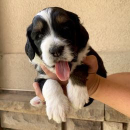 Bernedoodle Puppies from Lovable Bernedoodles