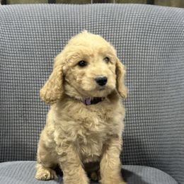 Nala - Apricot female Goldendoodle puppy in Owenton, Kentucky from Elagant Acres