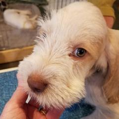 Spinone Italiano Puppies from Stella Del Nord Spinoni Italiani