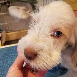 Spinone Italiano Puppies from Stella Del Nord Spinoni Italiani