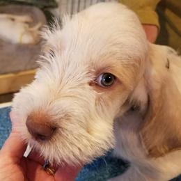 Spinone Italiano Puppies from Stella Del Nord Spinoni Italiani