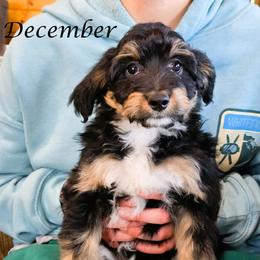 December - Black tri-color female Aussiedoodle puppy in Lancaster, Minnesota from Wilson Cattle Co.
