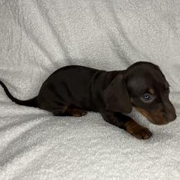 Bella - Chocolate and tan female Dachshund puppy in Mocksville, North Carolina from The Dachs of Hazzard Dachshunds