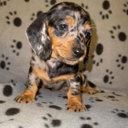 Dapple female - Dapple female Dachshund puppy in Rome, Georgia from Jade’s Dachshunds