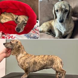 Millie - Brindle female Dachshund puppy in Fond Du Lac, Wisconsin from Clucking Homestead Springers & Dachshunds