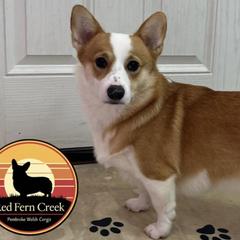 Pembroke Welsh Corgis from Red Fern Creek