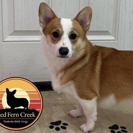 Pembroke Welsh Corgis from Red Fern Creek
