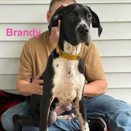 Brandy - Black female Great Dane puppy in Gonzales, Louisiana from Anstatt House Of Danes