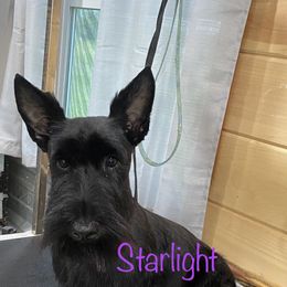 JoJo - Scottish Terrier