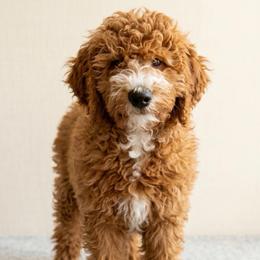 Bentley - Service Dog Candidate - Apricot male Goldendoodle puppy in Lancaster, California from Kid's Best Doodle