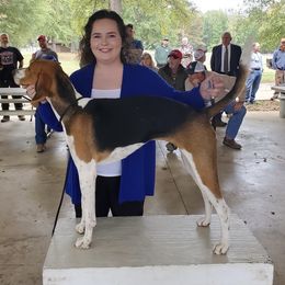 American Foxhound All Grown Up from Cedarwood Kennels