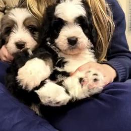 Bernedoodle, Bernese Mountain Dog, and Poodle Puppies from Bubbling Springs Doodles, LLC