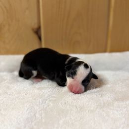 Poppi - Black and white female Border Collie puppy in Owenton, Kentucky from Three16 Ranch
