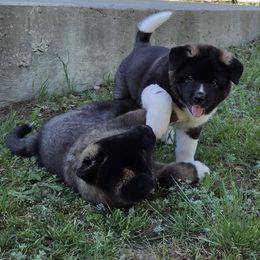 Akita Puppies from Folklore Akitas