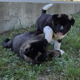 Akita Puppies from Folklore Akitas