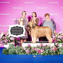 Briard and Schapendoes Puppies from Dragonz Lair