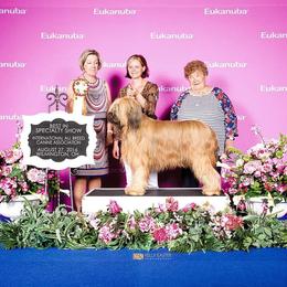 Briard and Schapendoes Puppies from Dragonz Lair